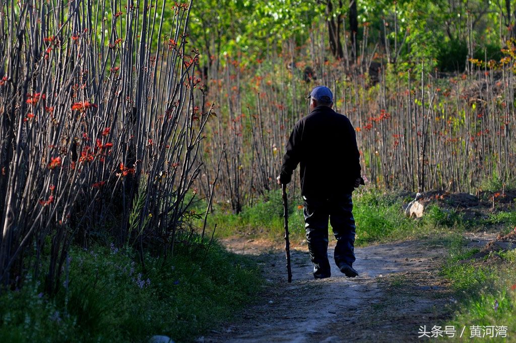 一位老人家拄着拐杖经过一片长满嫩芽的香椿地,步履蹒跚的向地里走去.