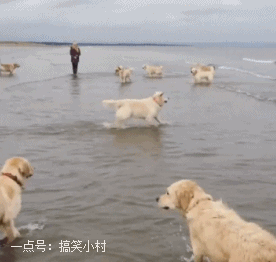 搞笑gif趣图:窈窕淑女君子好逑,这就是男人的天性