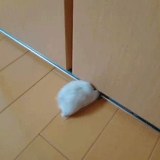 爆笑gif:老鼠你是真胖,别骗自己了