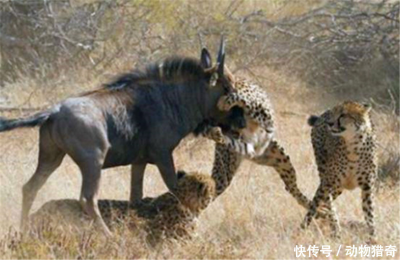 猎豹将角马杀死后,吃的正香时,却遇到了冲出来的它