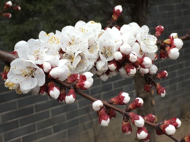 飞花令之古诗词赏析 梅花