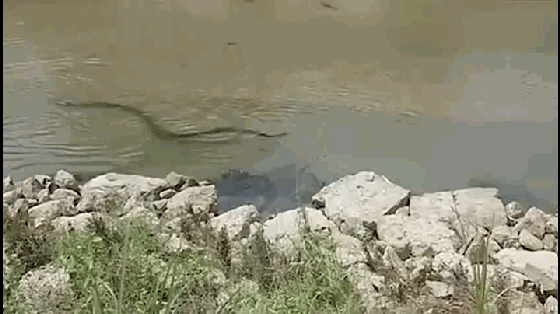 河里藏了条三米掠食者,难怪鱼虾少,钓鱼碰上,用大石头