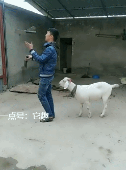 搞笑gif:要是在野外,这货估计得饿死!