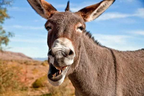 太离谱了!15名少年轮流性侵驴子 结果全都染上狂犬病
