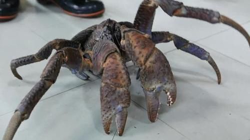 在日本花1200元买了只椰子蟹,扒开一看,才知什么是"顶级海鲜"
