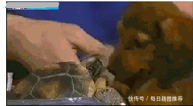 乌龟:tmd想跑,你门都没有.