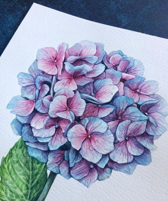 手绘 绣球花