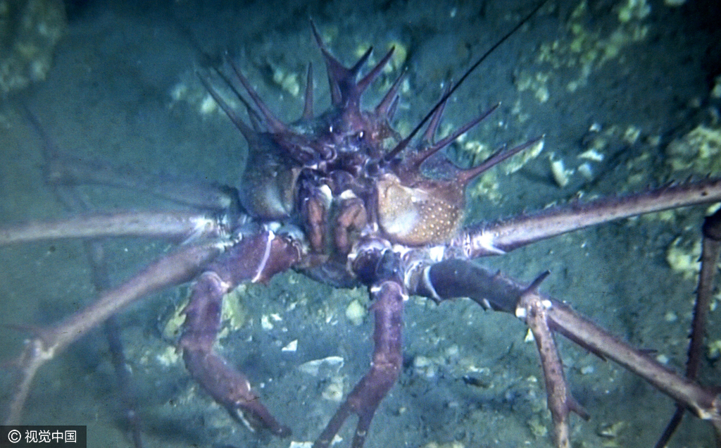 "蛟龙号"在7000米深海看到了这些生物