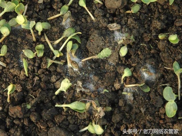 西瓜育苗过程中请注意防治立枯病,猝倒病