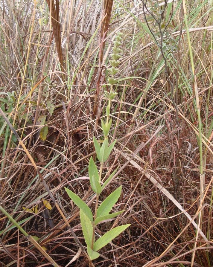 山里一种野草,嚼2片叶子可治牙痛,人称"三姐妹",认识的不多