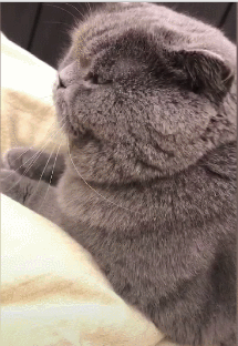 说出来你们可能不信,我被一只猫调戏了,网友:这眼神好