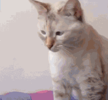 确认过眼神,你是对眼猫!它们的每个小表情都呆萌呆萌的!