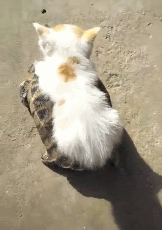 乌龟背着小猫散步,画面超和谐 猫:从今往后咱们就是异姓兄弟!