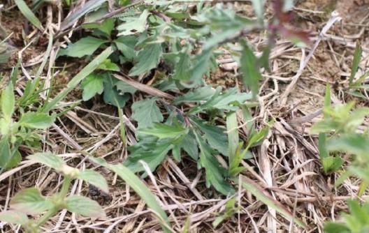 农村一种叫"泥鳅串"的野草,有极高的药用和膳食价值,你见过吗