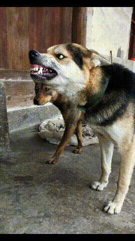 为什么三代混血比二代混血还要凶,这是什么原因?现在只能栓在家了!