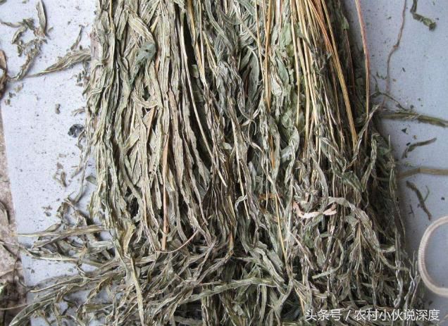 关键的是,凤尾草还能治疗鸡痢疾肠炎.