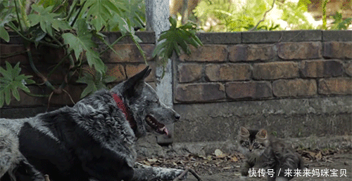 搞笑gif:妹子,你学啥不好,非得要模仿作死系列.