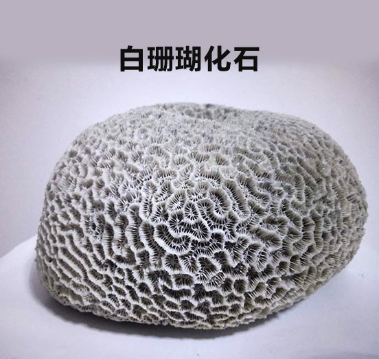 虎拍艺术网:白珊瑚化石赏析