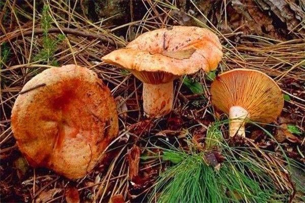 农村松树林里的极品美味,因一部纪录片走红,百元一斤还很难吃到
