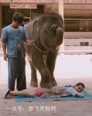 爆笑gif:完了,我女朋友被一只海狮抢走了