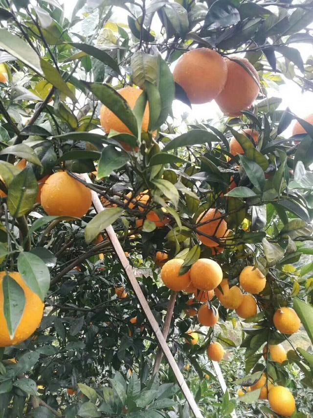 这个农村橙子颗粒大饱满,不仅是一道美景,还月收入过万!