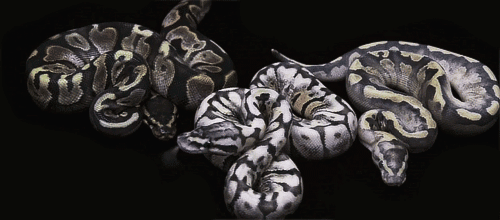 搞笑gif图片:二哈其实不笨,他懂得以静制动