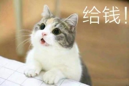 这组猫咪表情包简直萌翻全世界,太可爱了!
