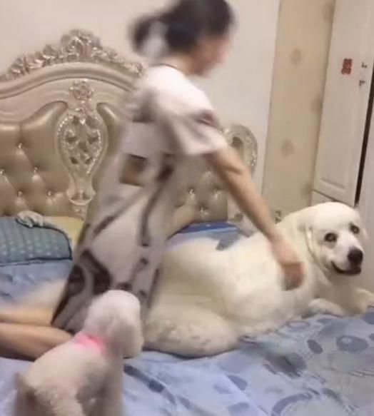 狗狗赖在床上不走,女主人突然压在狗狗身上,狗狗给了一个白眼!