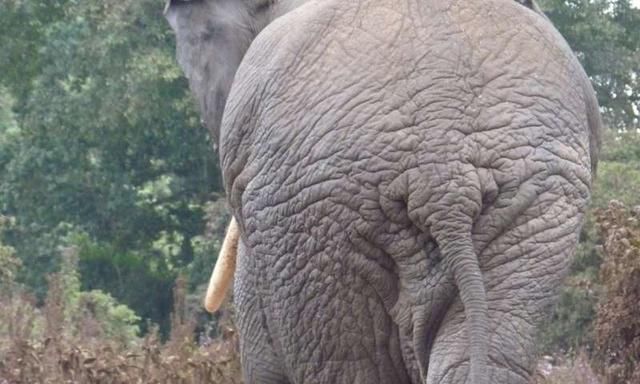 2018年6月28日 在非洲,如大象,是唯一没有睾丸下降,而是睾丸位于腹部