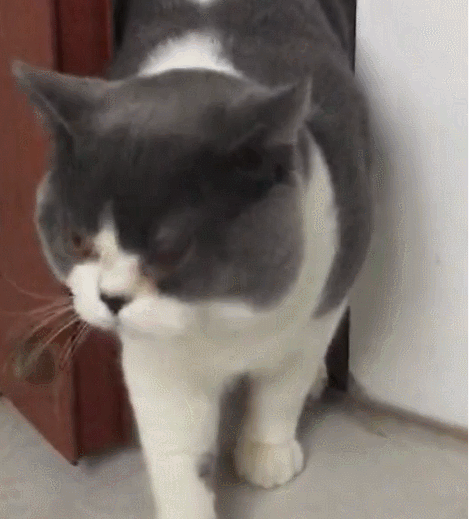 主人不让猫进屋,刚露出头的猫听懂了:那我给你关上门!