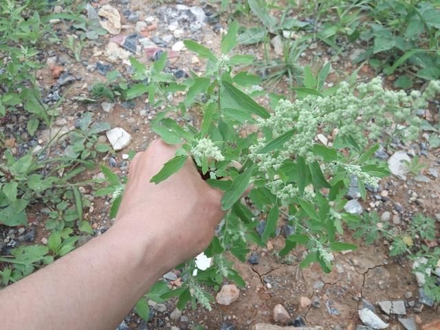 图上的灰灰菜已经开花结果了.在农村都是用来喂猪牛的野草.