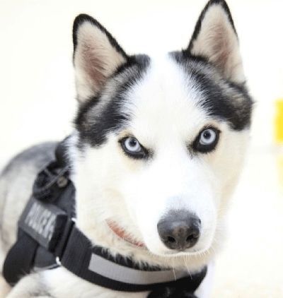 一只当上了警犬的哈士奇:我要为自己代言!很认真的那种!