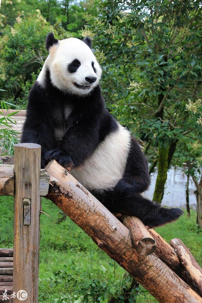 过的比你好!萌萌的大熊猫葛优瘫在梯子上啃竹子