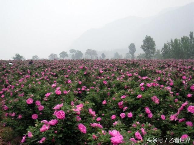 平阴玫瑰园:地处山东济南平阴县城西南,总面积4.