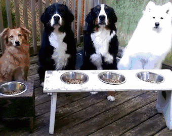 为什么狗狗一吃狗粮,就这副德性?