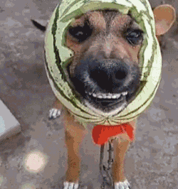 内涵段子:你只挨了一刀,而我却经历了千刀万剐,精雕细