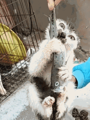 夭寿啦,鱼吃猫啦!