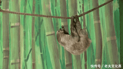 搞笑gif: 小猴子太精了, 树赖的内心是崩溃的!