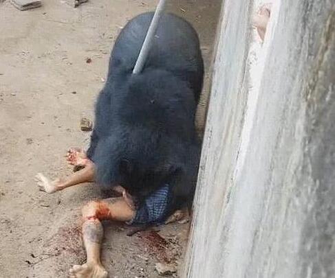 但是,就在这生死关键时刻,其中一个人跳进围栏,用一根棍子攻击熊,这