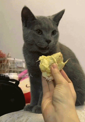 搞笑gif图:铲屎的,你是不是给我吃屎呢?