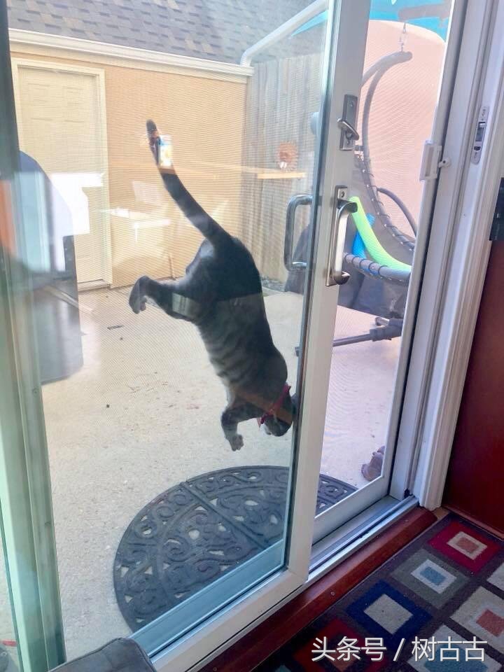 别卡在玻璃门与纱窗中间的猫咪,太囧了.