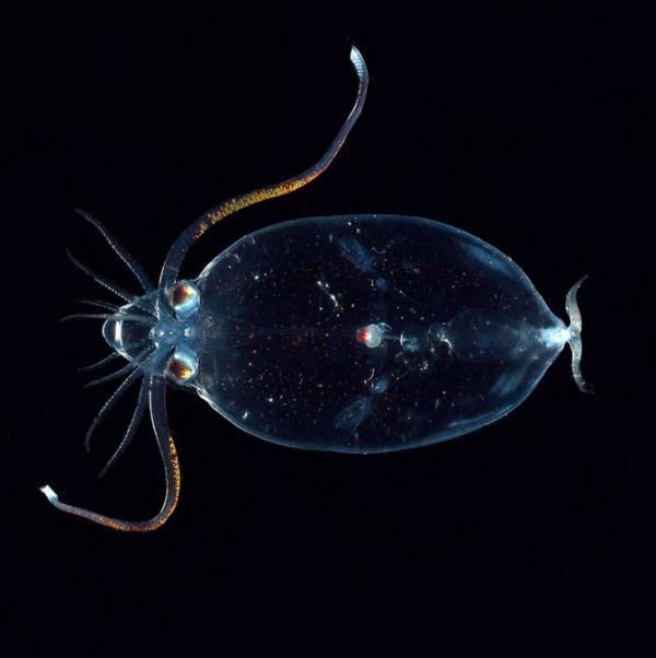 世界上最诡异的12种海底生物
