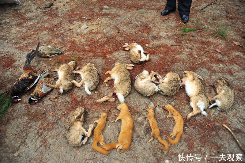 男子违法收购野生动物被查获,现场收缴狗獾等27只