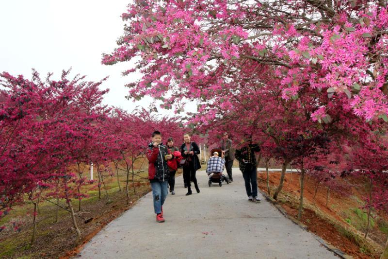 春暖花开 只等你来——常德市第三届红林花雨节3月25日开幕