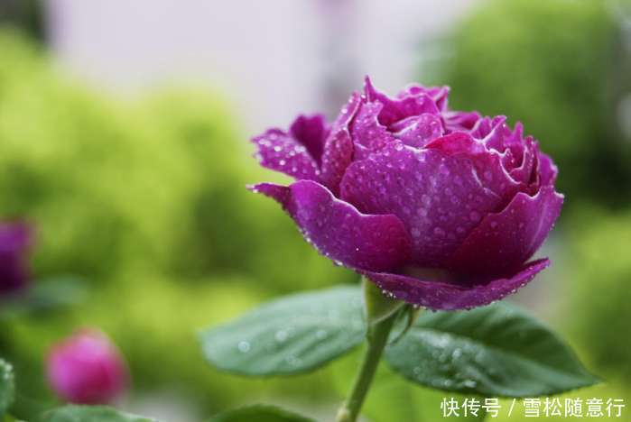 紫袍玉带月季
