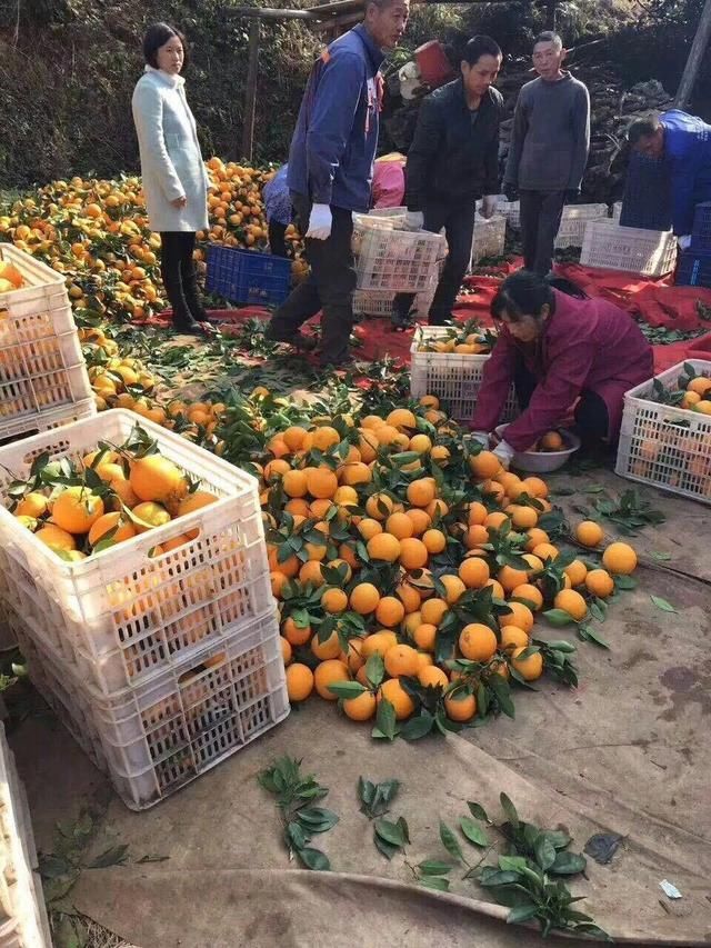 这个农村橙子颗粒大饱满,不仅是一道美景,还月收入过万!