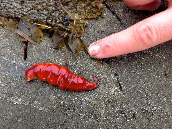 游客海滩发现大量