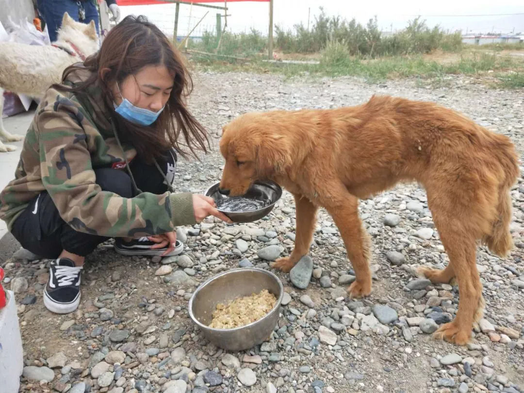 关爱流浪狗,我们在路上