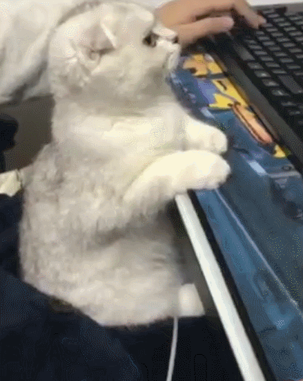 猫咪在主人玩游戏的时候来捣乱,你以为它只是单纯来求