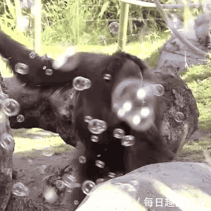 看猩猩犯起傻来也是很可爱的